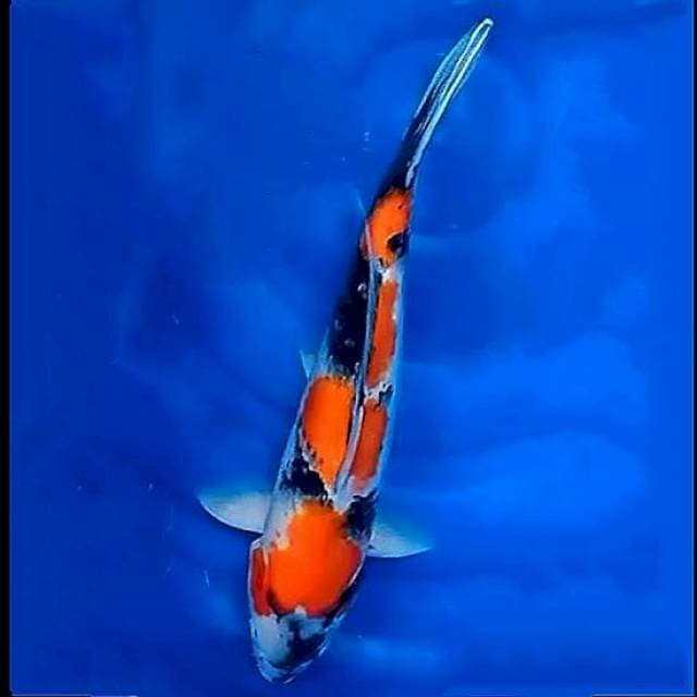 Induk Showa, 43cm