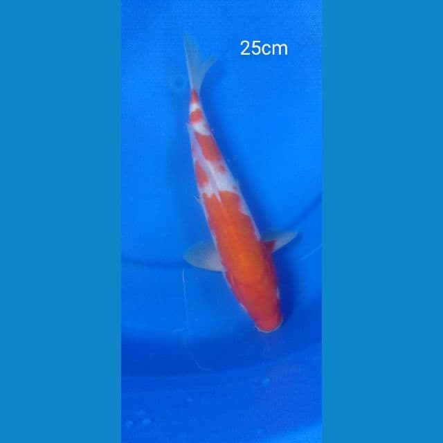 kohaku 25cm