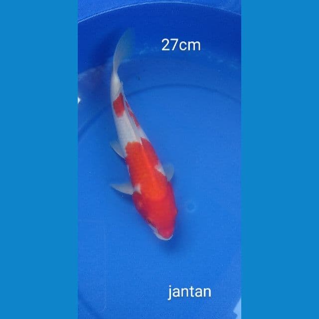 Kohaku 27cm