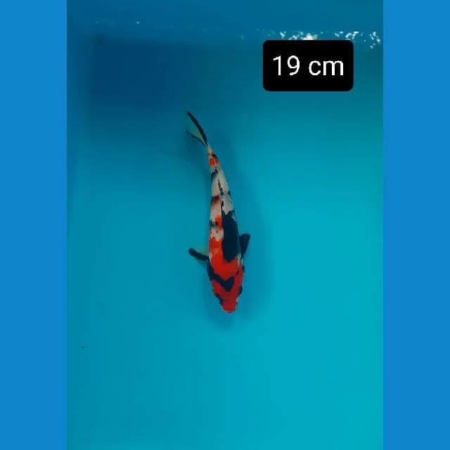 minion 19 cm