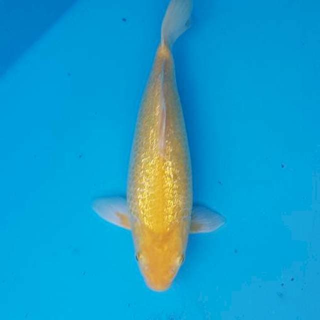 Short body karashi ginrin 