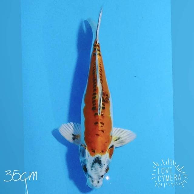 Kikokuryu 35cm