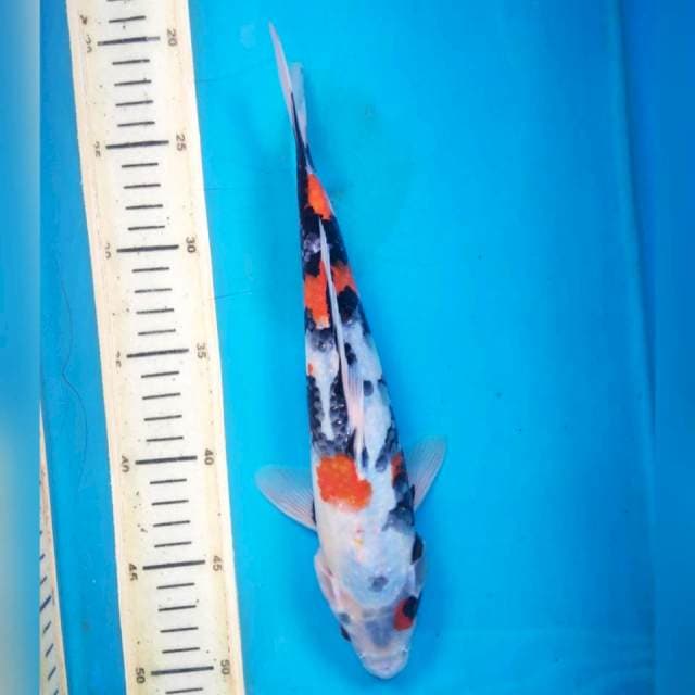 Showa, 29cm