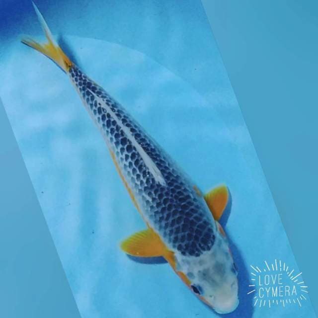 Asagi 30cm