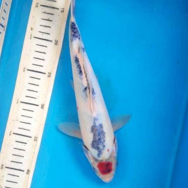 Tancho showa, 30cm