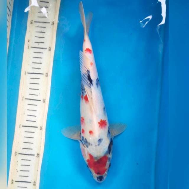 Maruten kindai showa, 31cm