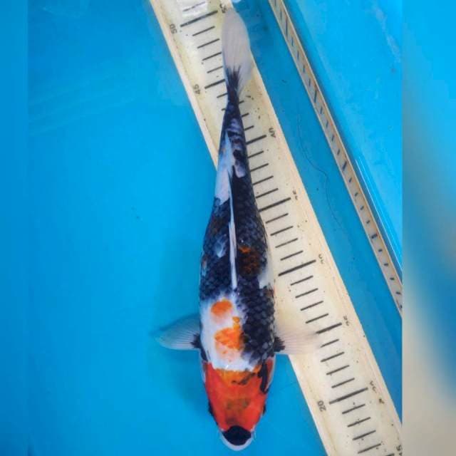 Maruten showa, 29cm
