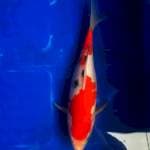 Red sanke