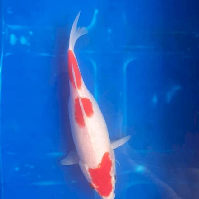 Kohaku 3 step
