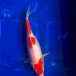 Kohaku 3 step
