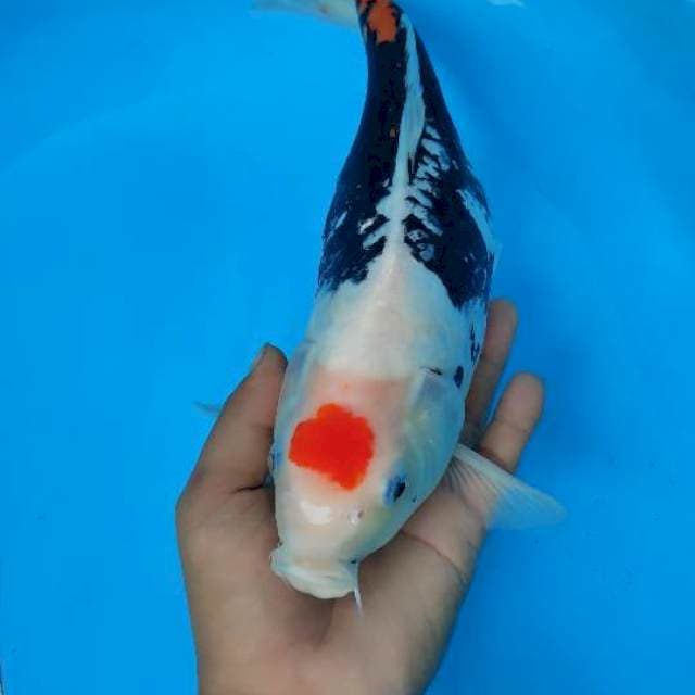 TANCO KUMON 35cm