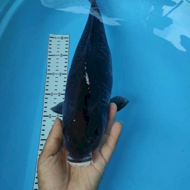 OCHIBA 43CM