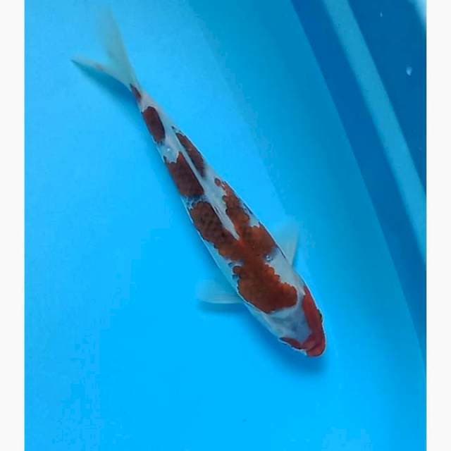 Goromo