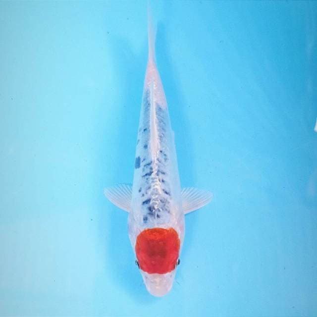 Tancho doitsu, 19 cm