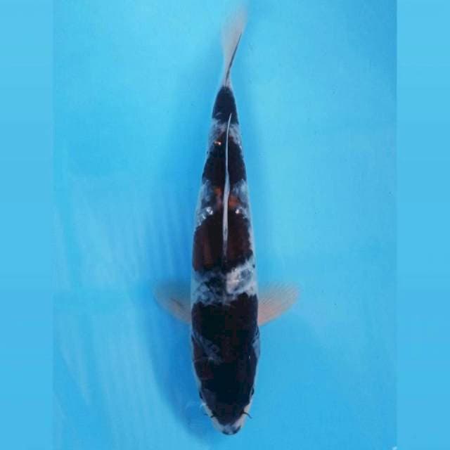 Goromo, 24 cm