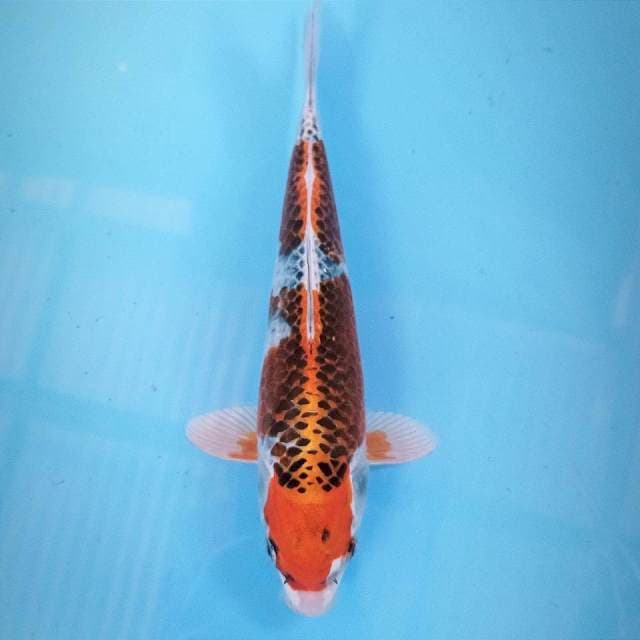 Kujaku, 26 cm