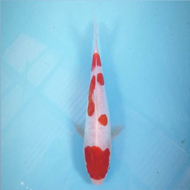 Kohaku aragoke, 21 cm