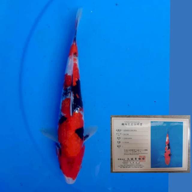 Marusei Ginrin Showa