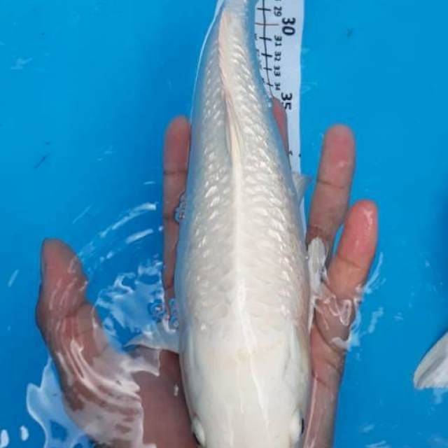 2ekor Platinum Ginrin 30cm