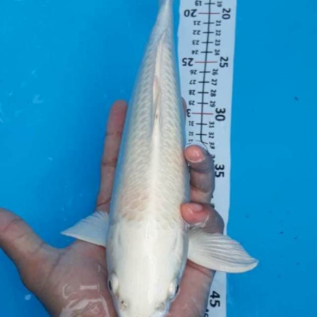2ekor Platinum Ginrin 30cm