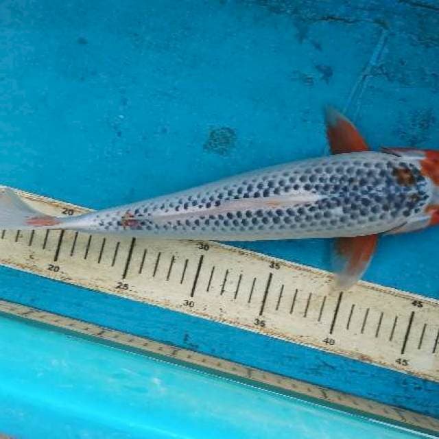 Asahi 35cm