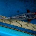 Asahi 35cm
