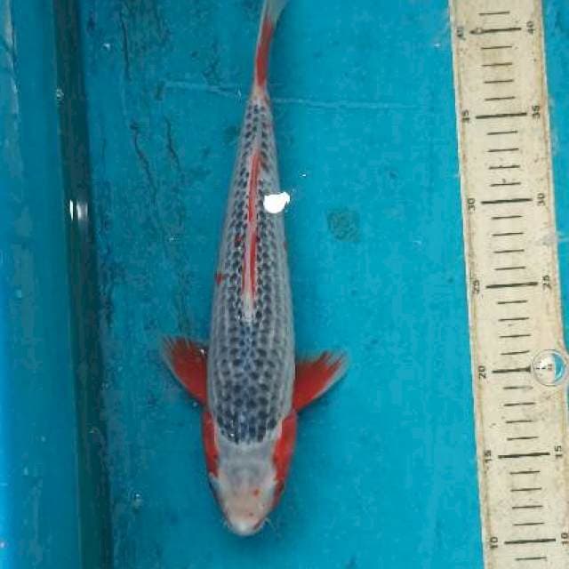 Asagi 32 cm
