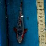 Asagi 32 cm
