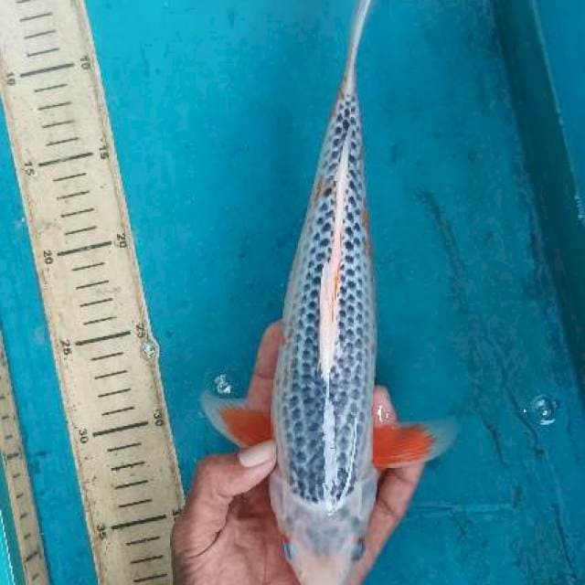 Asagi 32cm
