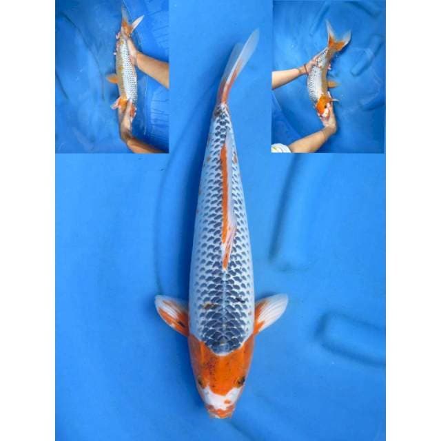 Jumbo Asagi Jantan , 45cm