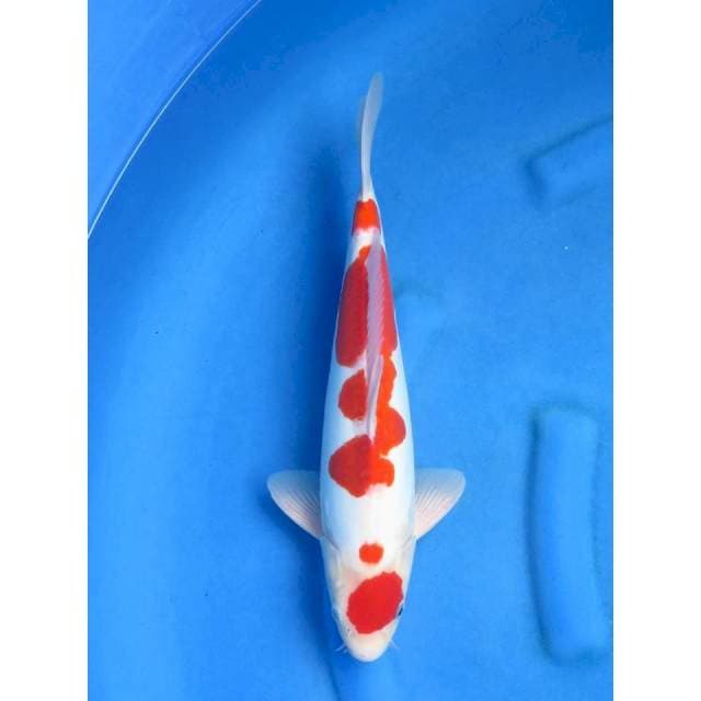 Kohaku Doitsu Ori - Jantan , 38cm