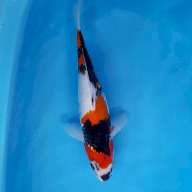 Showa female 38 cm
