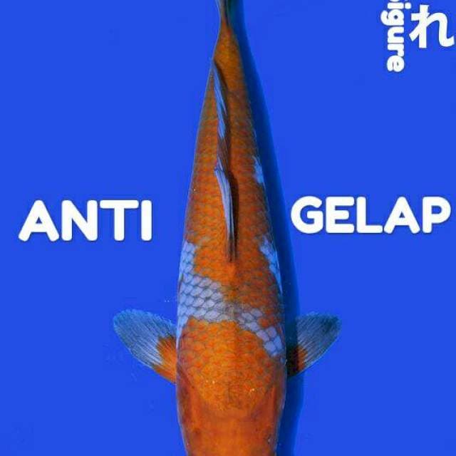 IMPORT Ochiba Sigure Anti GELAP 30cm
