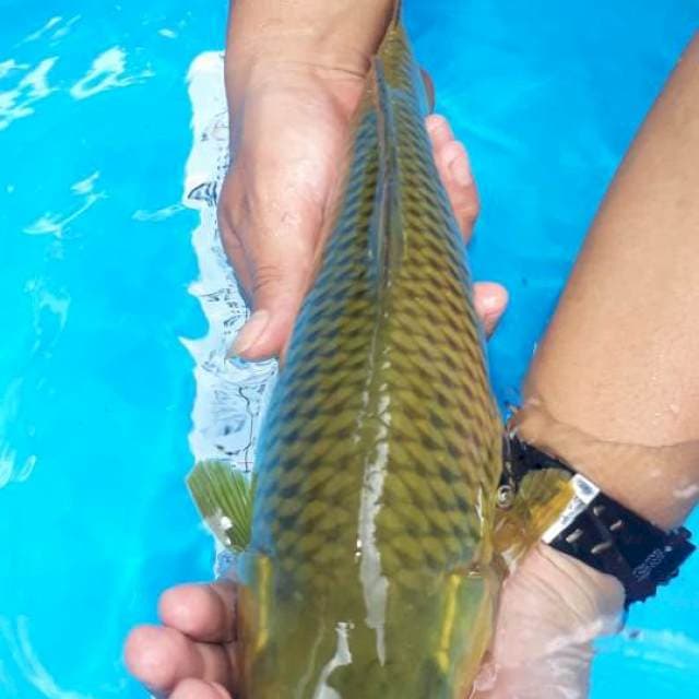 Midori jumbo tosai 36cm