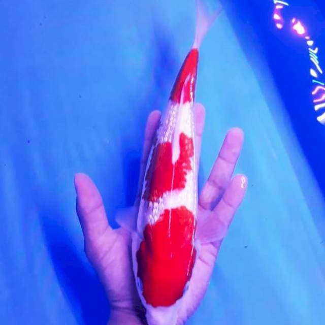 Kohaku ginrin original 28cm