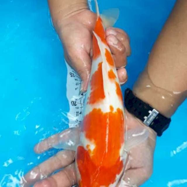 Kohaku joss 32cm