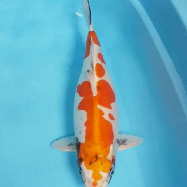 Kiko 45 cm