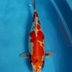 Kiko 45 cm