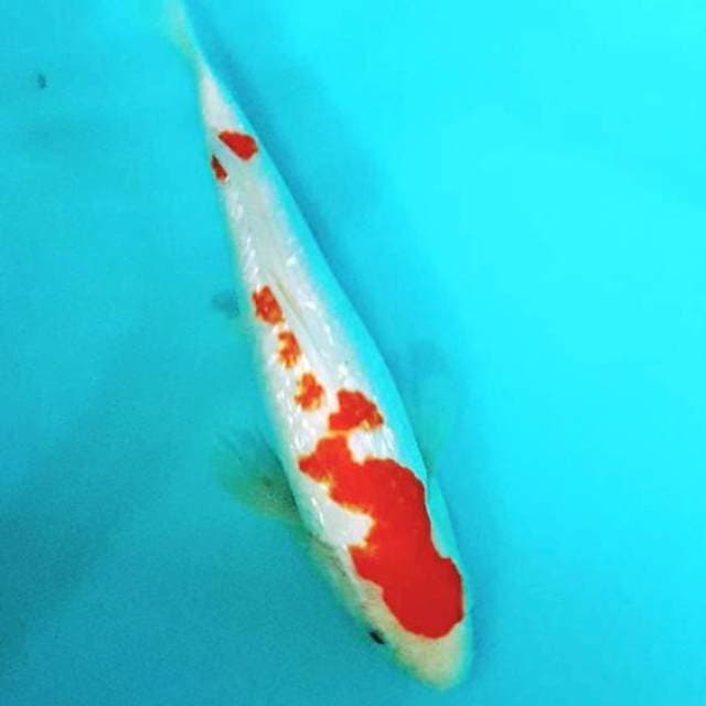 Kohaku gindrin 27cm
