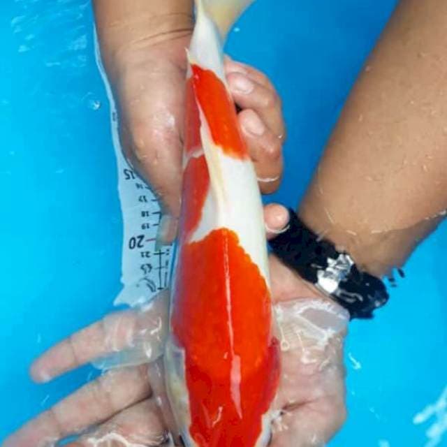 Kohaku red strong 30cm