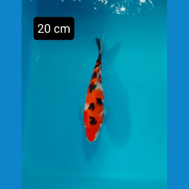 bahan 20 cm