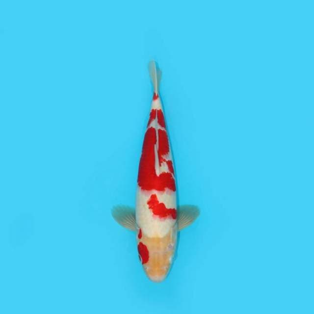 KOHAKU