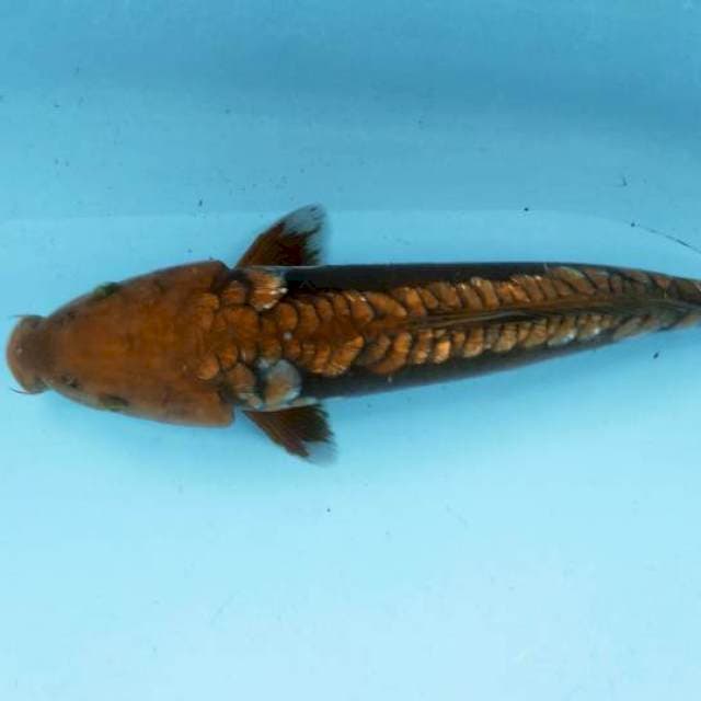 ARAGOKE TEMBAGA 36cm