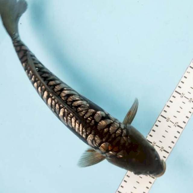 ARAGOKE 35cm