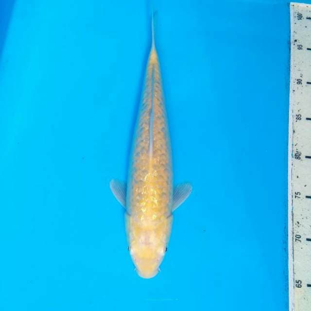 F1 - KARASI GINRIN MATA MERAH