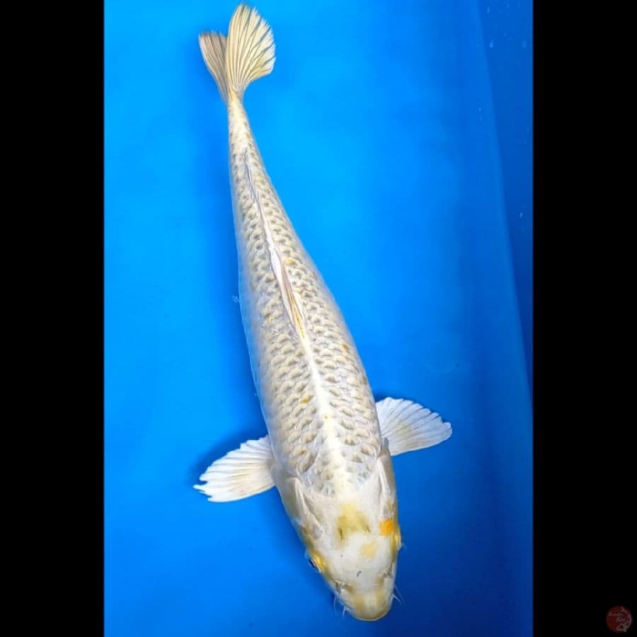 Gin mukasi 40 cm famale.