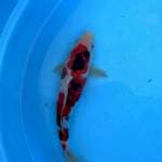 Sanke 27