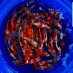 Paket Kohaku sanke great A joosss