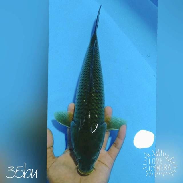 Soragoi 35bu