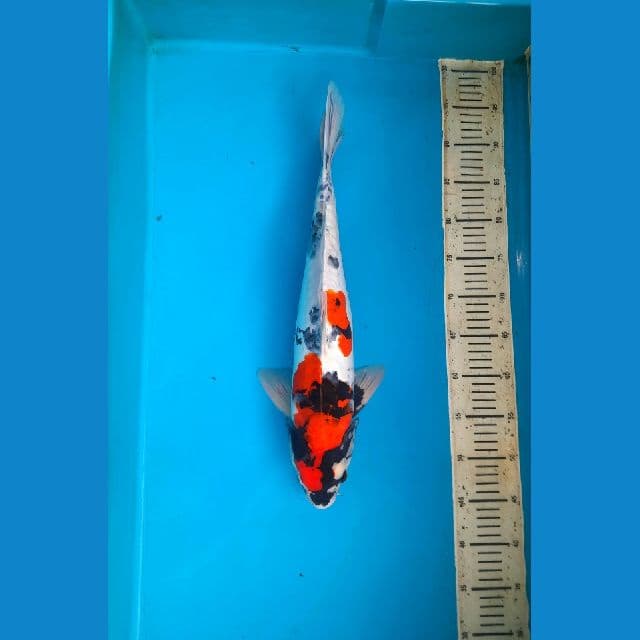 Aragoke showa 48m Male